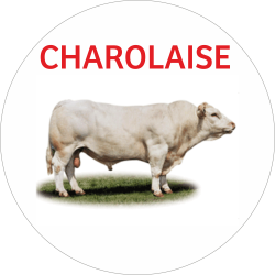 Adhésif Origine CHAROLAISE...